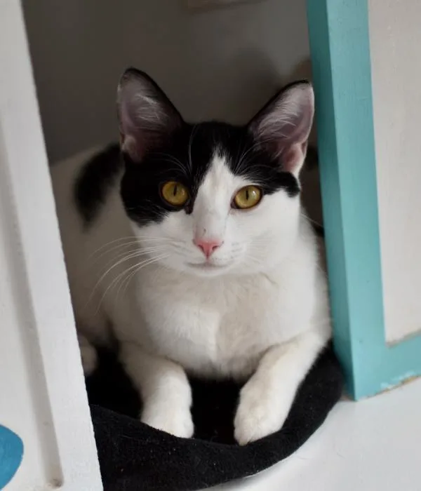 Frankenwhisker thumbnail 2