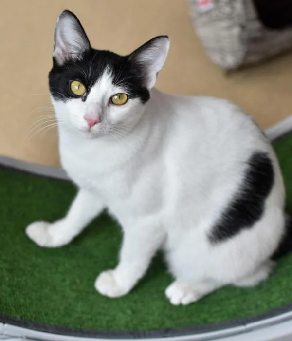 Frankenwhisker thumbnail 3