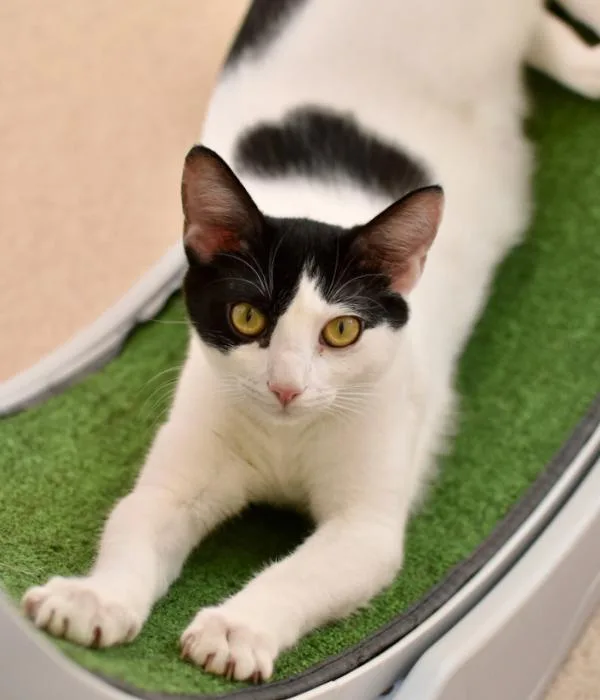 Frankenwhisker thumbnail 4