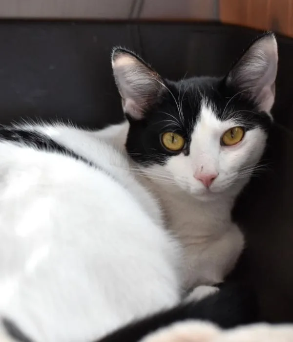 Frankenwhisker thumbnail 6