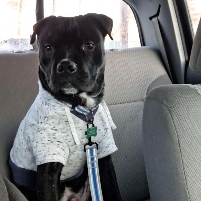 A young large-sized male Black American Staffordshire Terrier dog named Stewie for adoption in Ferndale, MI