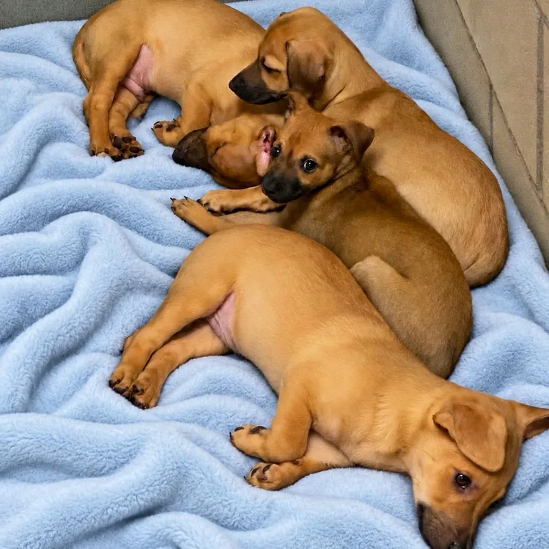 A baby small-sized female Yellow / Tan / Blond / Fawn Chihuahua dog named WAGSStray___ for adoption in Westminster, CA