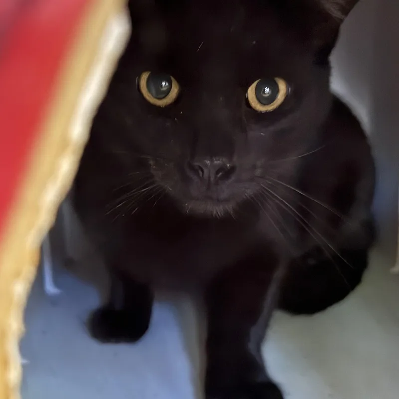 An adult large-sized male Black Domestic Short Hair cat named Boogieman for adoption in Marana, AZ