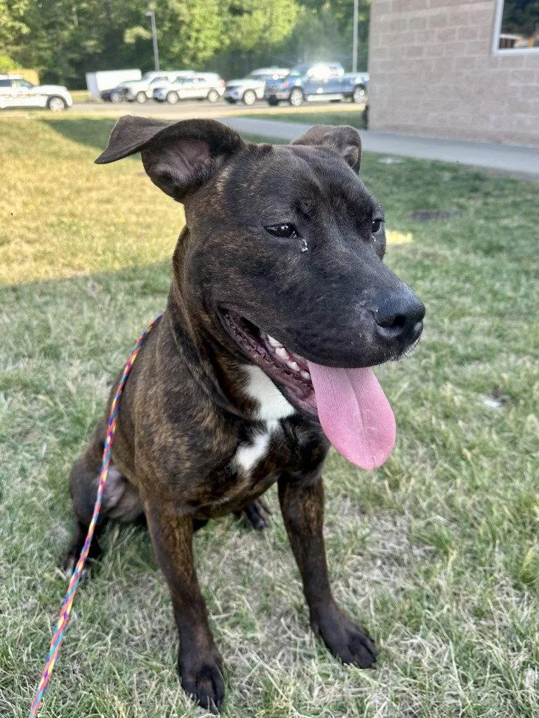An adult large-sized female Pit Bull Terrier dog named DQ  CoCo for adoption in Glen Allen, VA