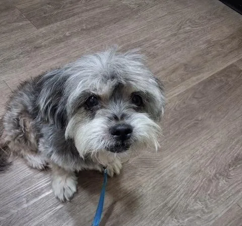 A senior small-sized male Gray / Blue / Silver Shih Tzu dog named Zander for adoption in Maitland, FL