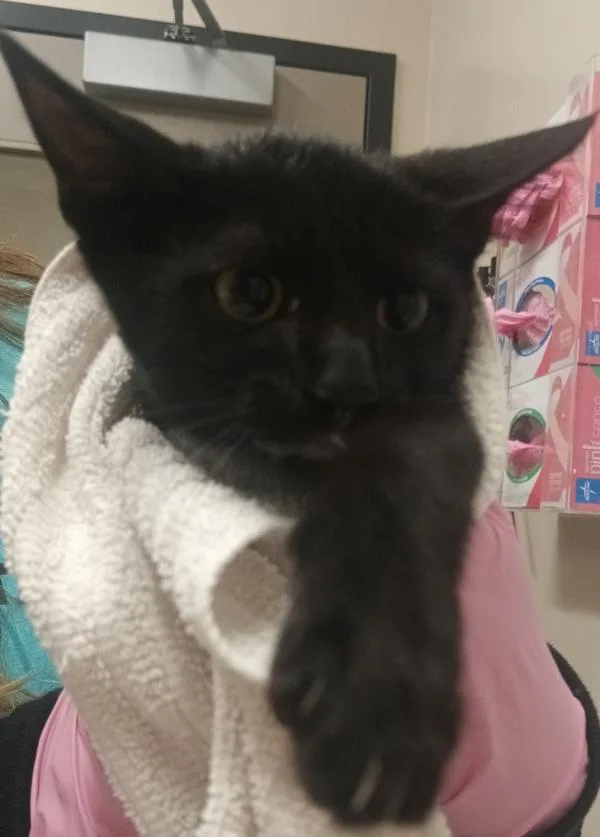 A baby small-sized female Domestic Short Hair cat named Tina for adoption in El Cajon, CA