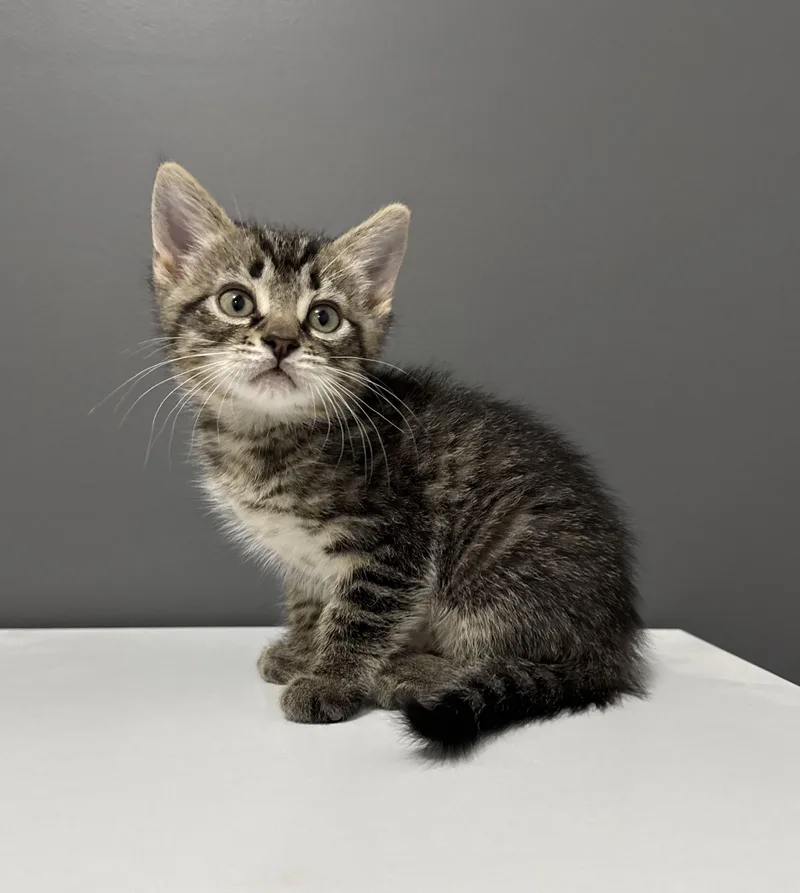 A young small-sized male Tabby (Brown / Chocolate) Tabby cat named Rylan for adoption in Goshen, IN