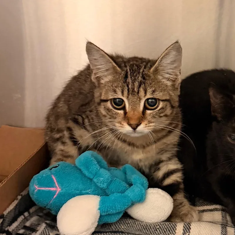 A baby small-sized female Brown / Chocolate Domestic Short Hair cat named Shira for adoption in Lynchburg, VA