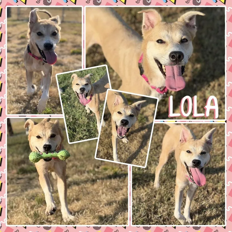 An adult medium-sized female Shepherd dog named Lola for adoption in Fort Smith, AR