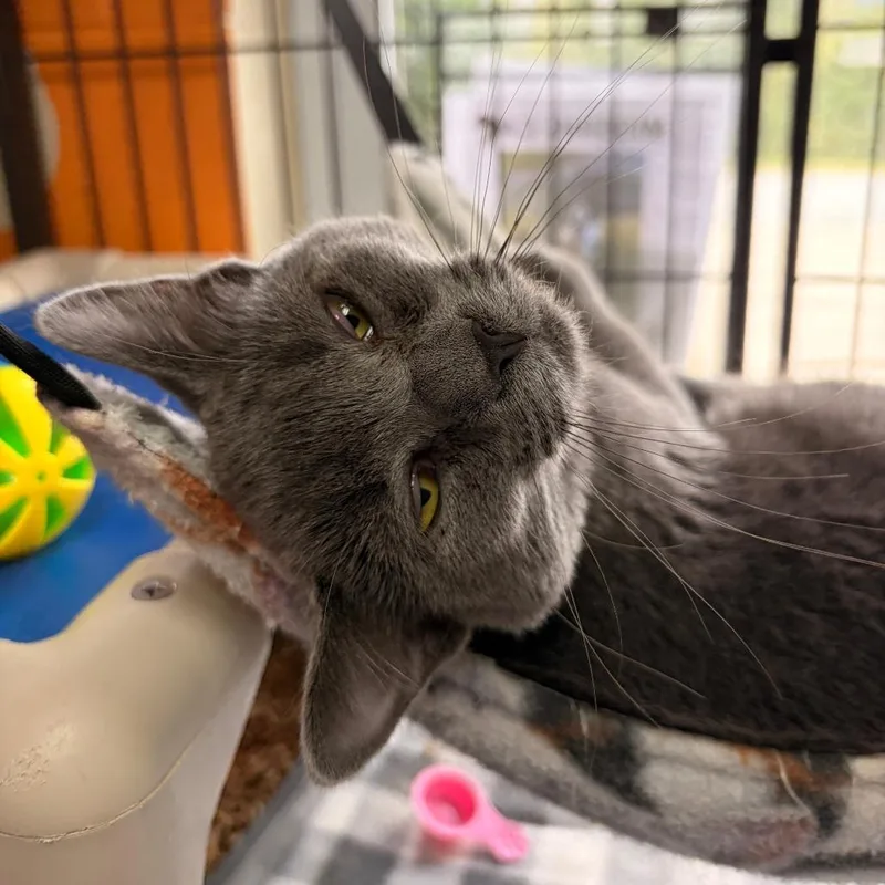 A young small-sized female Domestic Short Hair cat named Cupcake for adoption in Franklin, NC