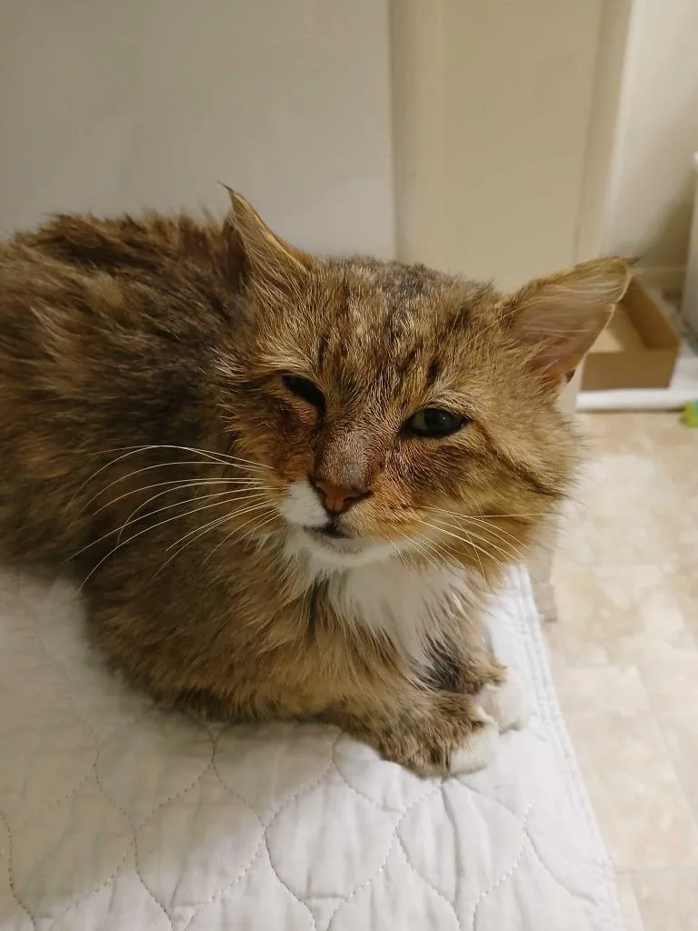 A young medium-sized male Domestic Long Hair cat named Humphrey for adoption in Shoreline, WA