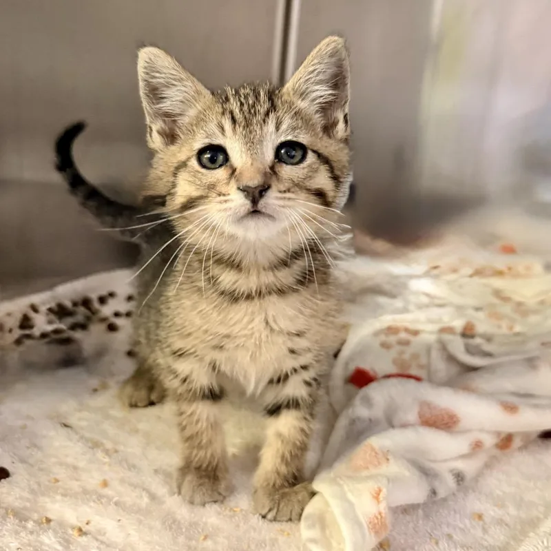 A baby small-sized male Brown / Chocolate Domestic Short Hair cat named Pop for adoption in Palm Springs, CA