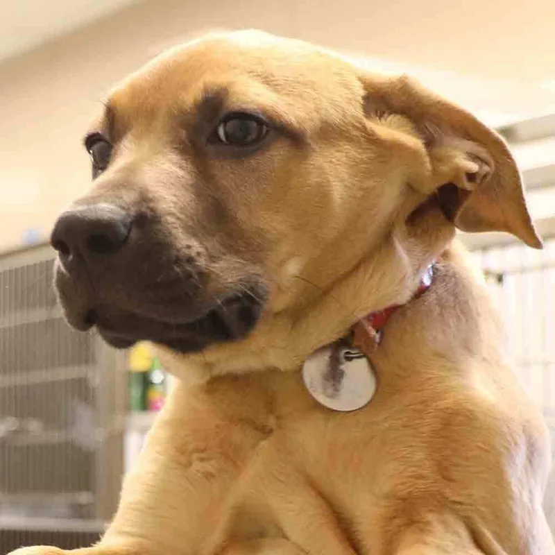 A baby small-sized female Mixed Breed dog named Makima for adoption in Port Washington, NY