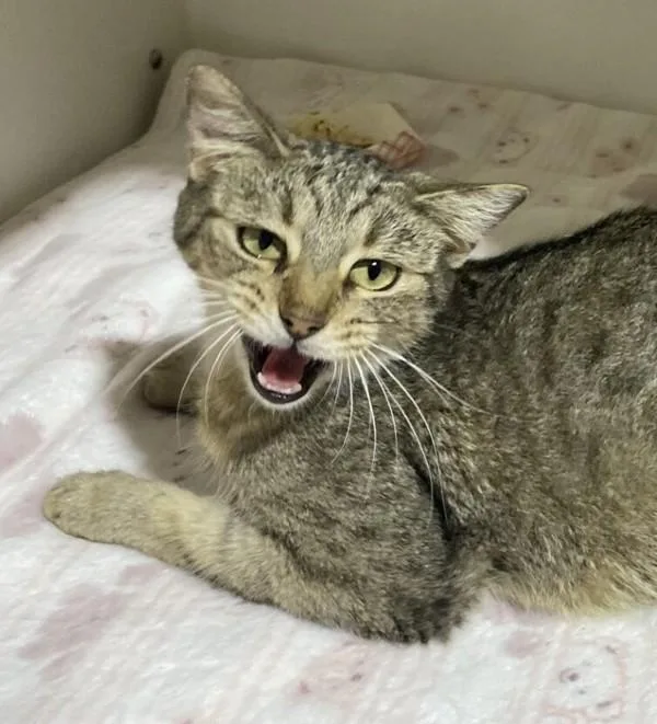 A young small-sized female Domestic Short Hair cat named Smooch for adoption in San Diego, CA