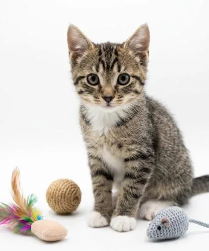 A baby small-sized female Domestic Short Hair cat named Pringle for adoption in Cumming, GA