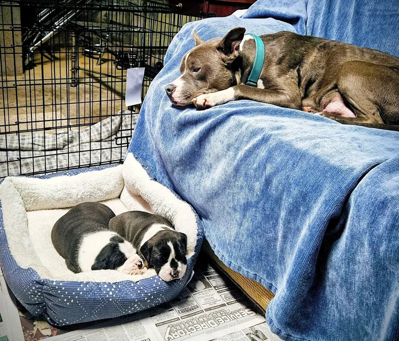 Sugar Plum thumbnail 2