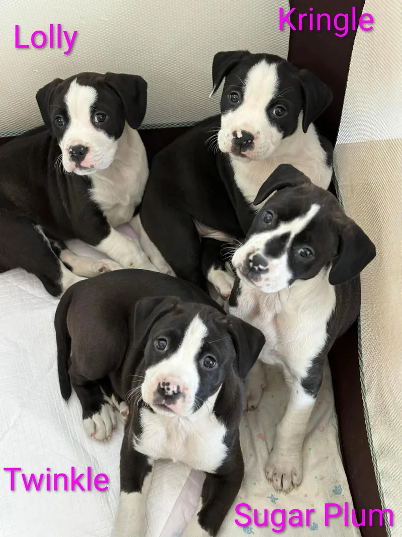 Sugar Plum thumbnail 3