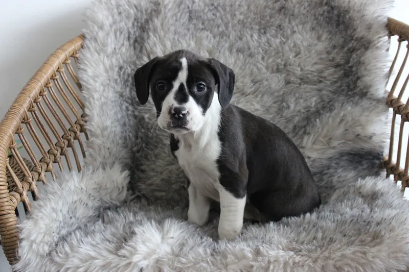 Sugar Plum thumbnail 4