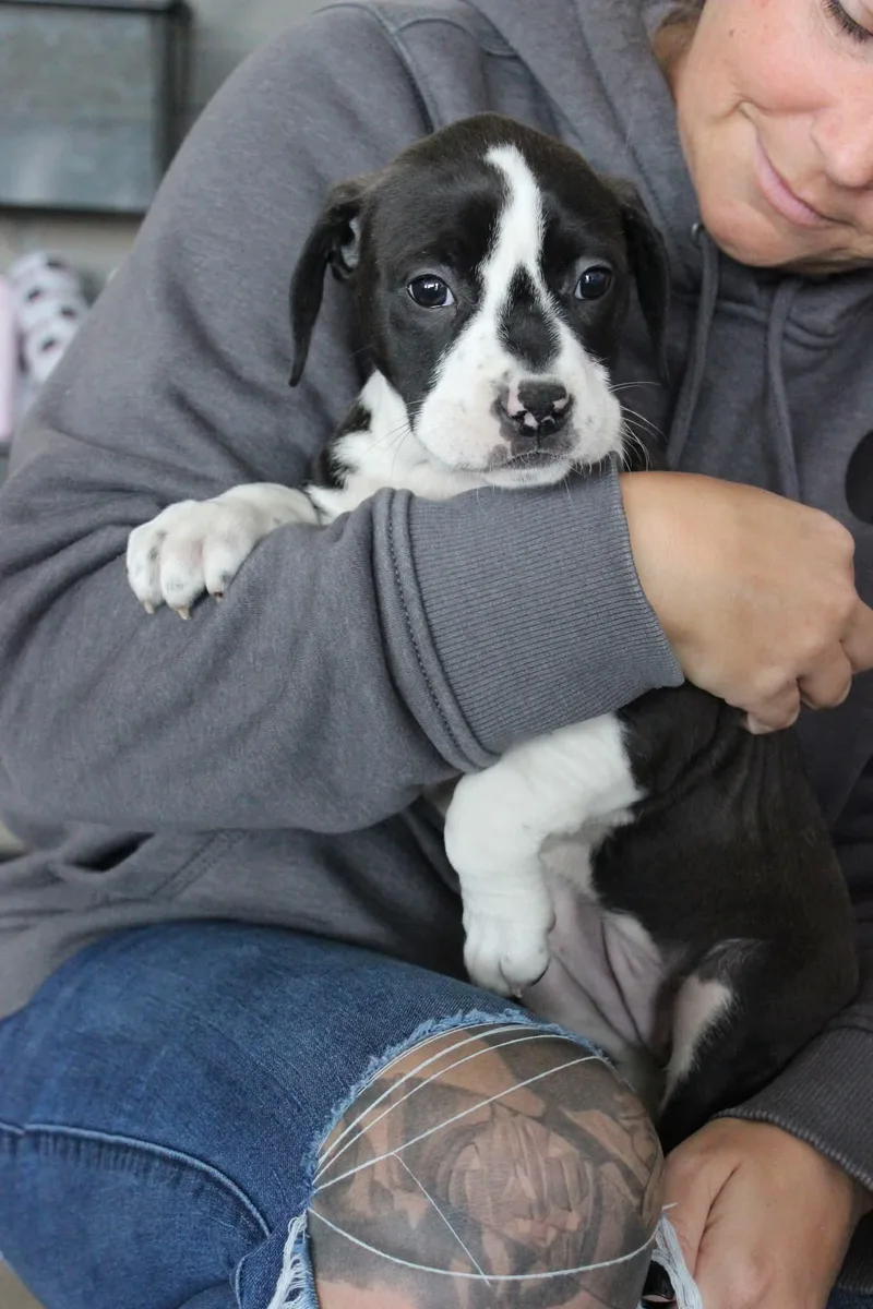 Sugar Plum thumbnail 5