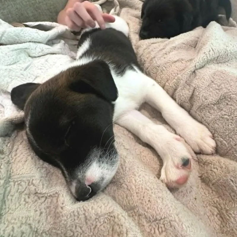 Hoagie