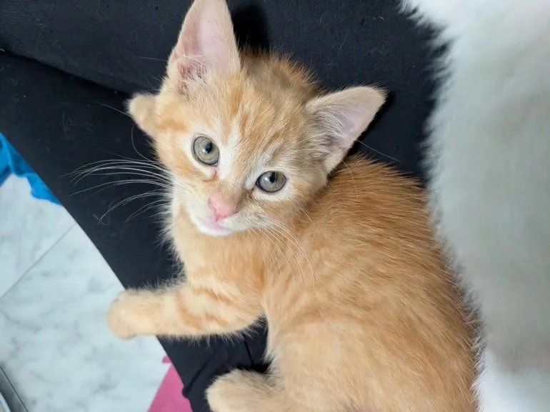 A baby small-sized male Domestic Short Hair cat named Bumble for adoption in Chapel Hill, NC