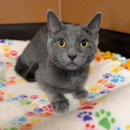 A baby small-sized female Gray / Blue / Silver Domestic Short Hair cat named Jif for adoption in Rochester, MN