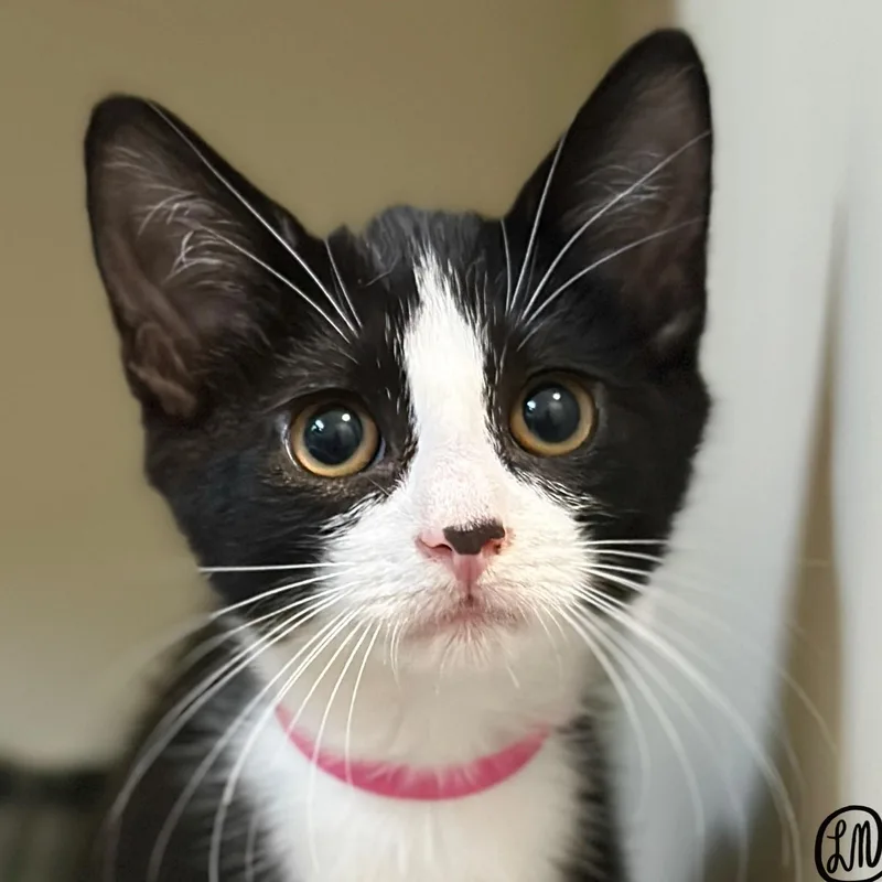 A baby medium-sized female Black & White / Tuxedo Domestic Short Hair cat named Bee for adoption in Victor, NY