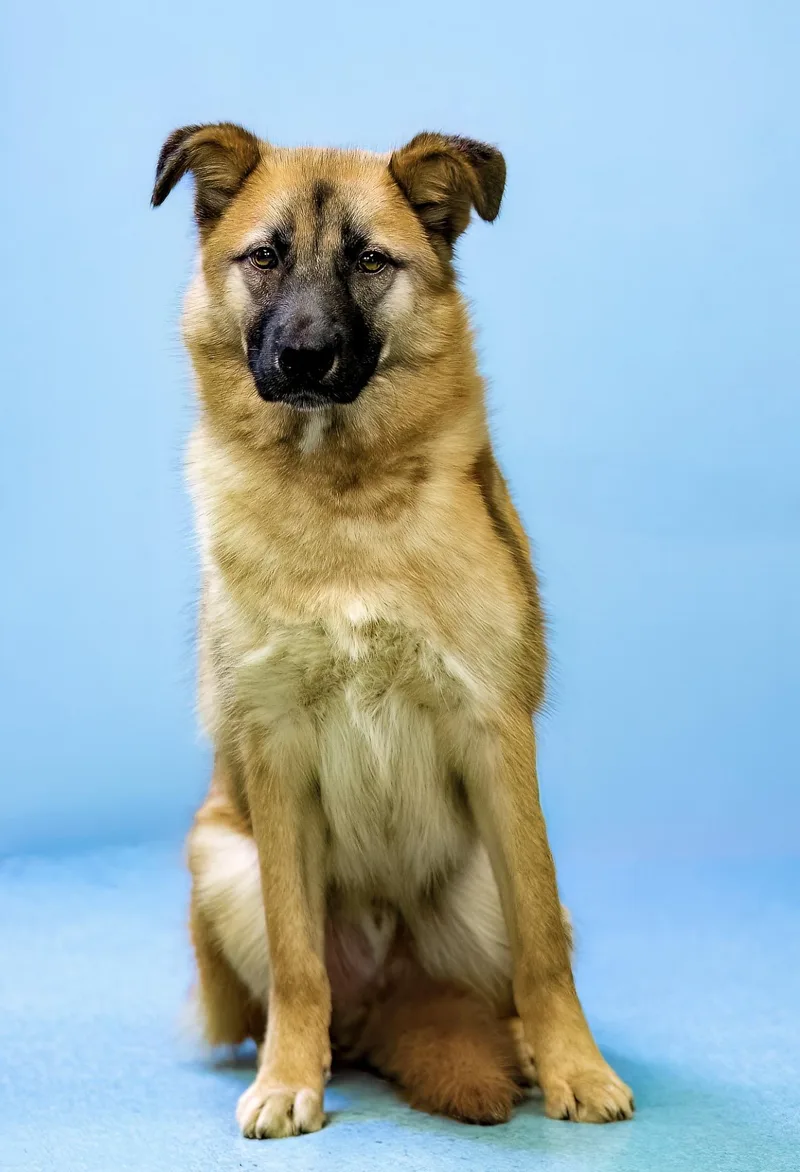 A young large-sized male Black German Shepherd Dog dog named Zar for adoption in Tomball, TX