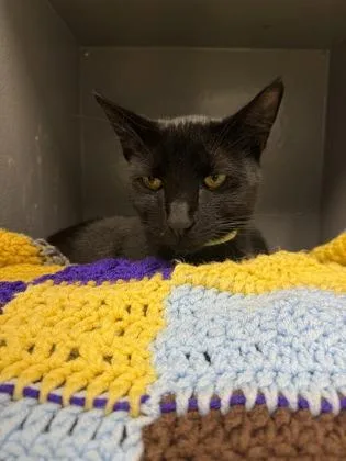 A baby medium-sized male Domestic Short Hair cat named Vincent for adoption in West Chester, PA