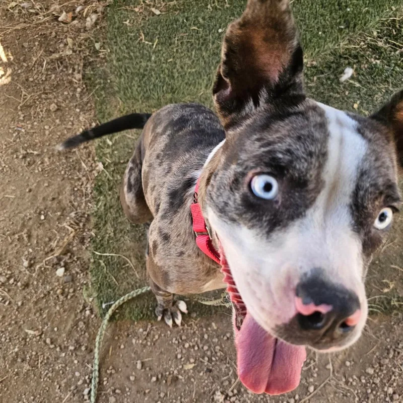 A young medium-sized female Catahoula Leopard Dog dog named Zuri for adoption in Austin, TX