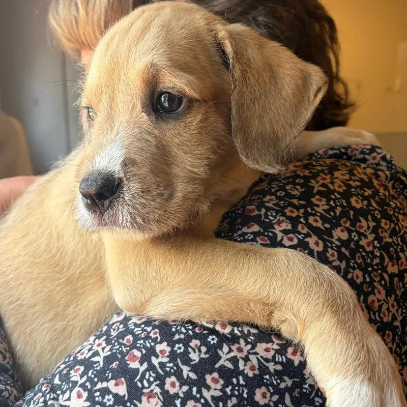 A baby small-sized male Yellow / Tan / Blond / Fawn Mixed Breed dog named Bear for adoption in Morrisville, VT