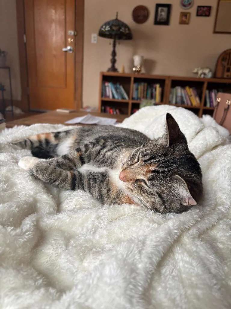 Fierano Longer Accepting Apps