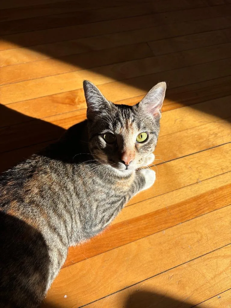 Fierano Longer Accepting Apps thumbnail 3