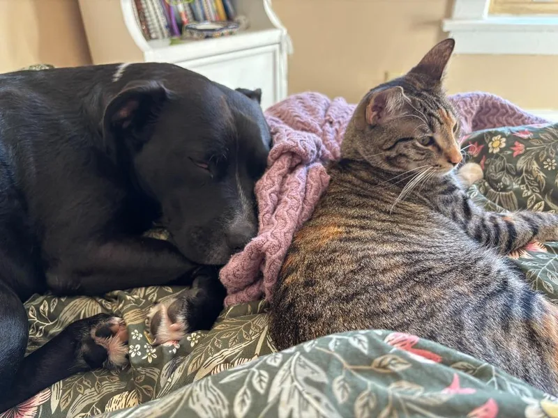 Fierano Longer Accepting Apps thumbnail 4