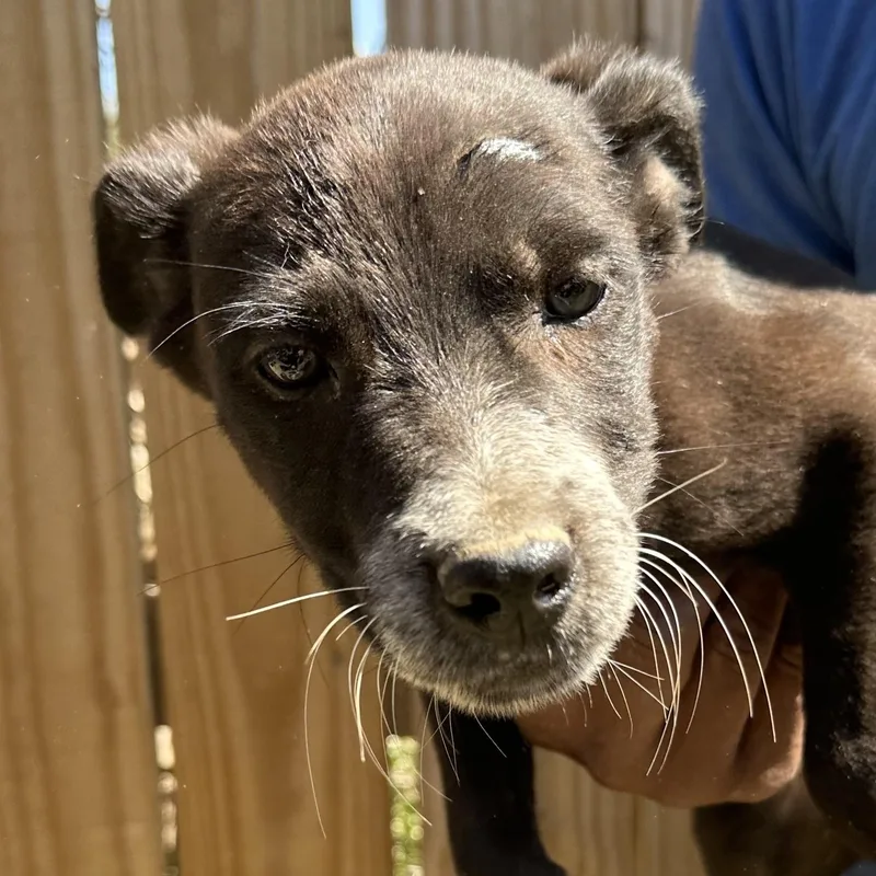 Blazer  Local April thumbnail 2