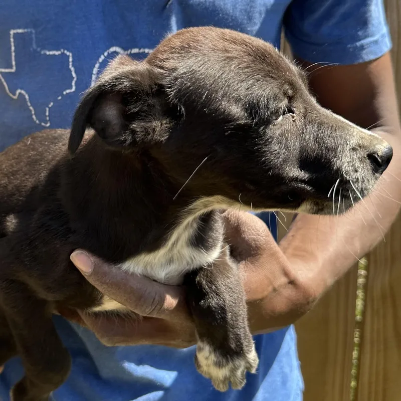 Blazer  Local April thumbnail 3