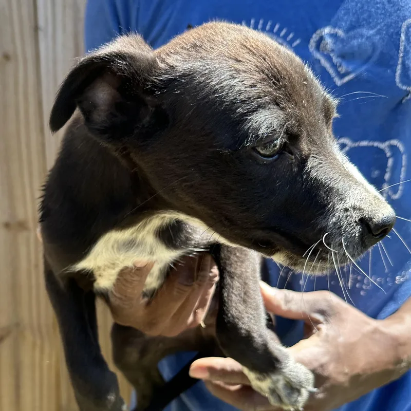 Blazer  Local April thumbnail 4