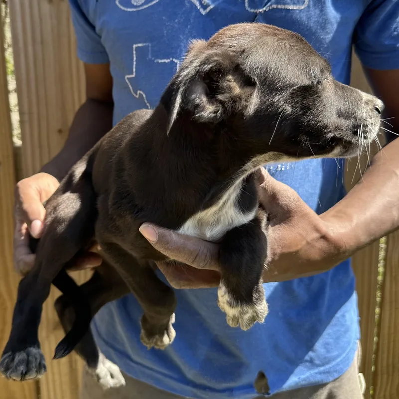 Blazer  Local April thumbnail 5