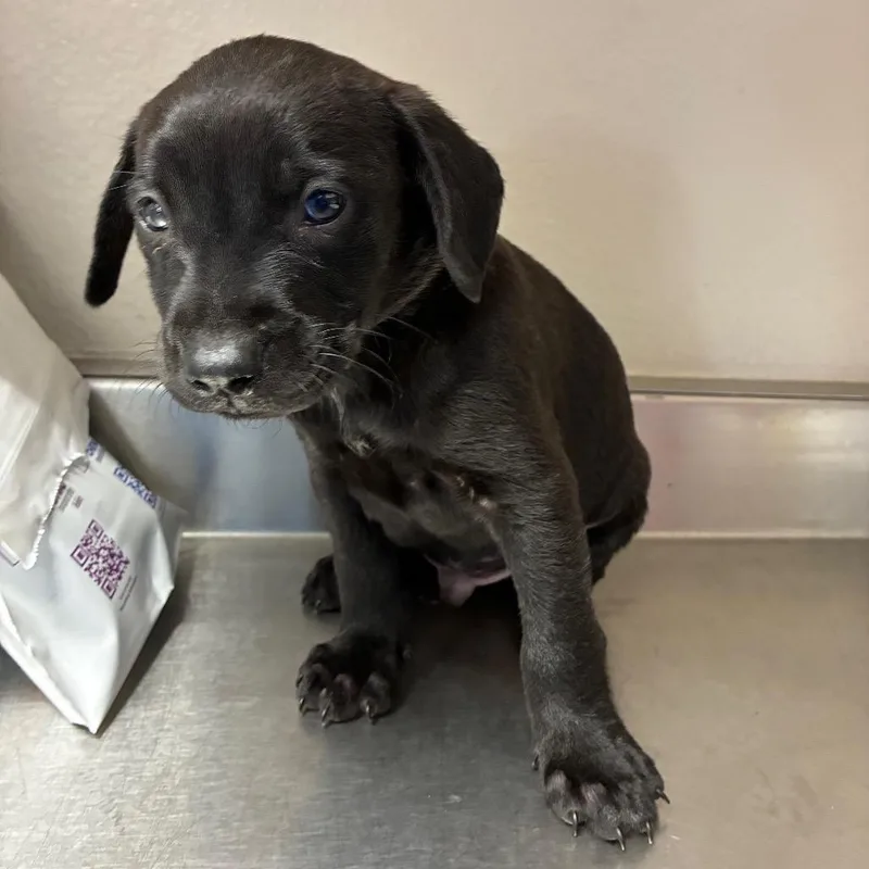 A baby small-sized male Black Terrier dog named Jethro for adoption in San Antonio, TX