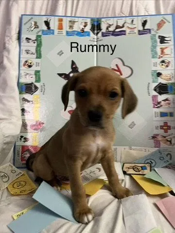 A baby medium-sized male Terrier dog named Rummy for adoption in Hillside, IL