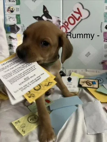 Rummy thumbnail 2