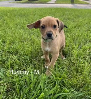 Rummy thumbnail 3