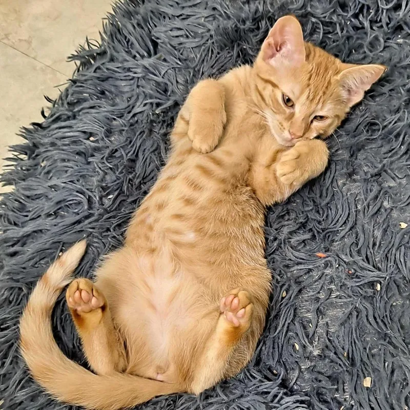 A baby small-sized female Orange / Red Domestic Short Hair cat named Athena for adoption in Glenfield, NY