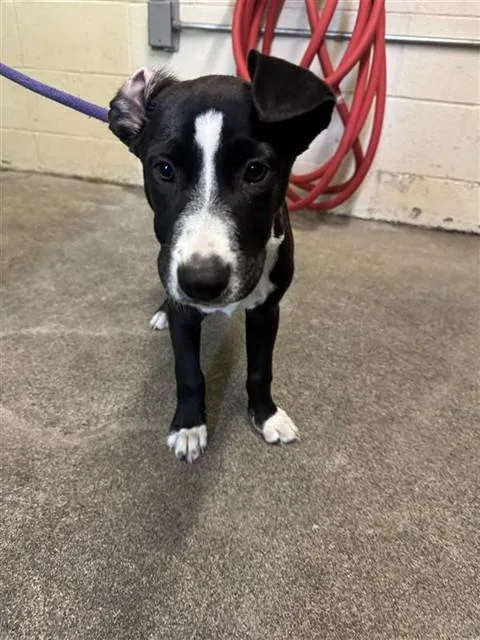 A baby small-sized female Pit Bull Terrier dog named Pebbles for adoption in Sacramento, CA
