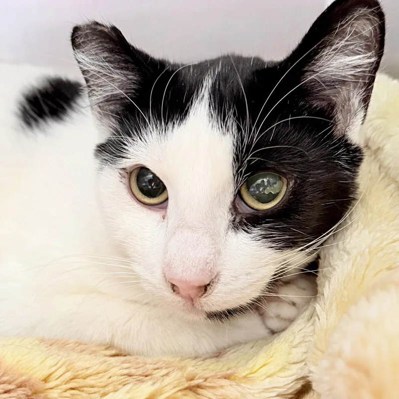 A young large-sized male Black Domestic Short Hair cat named Moe for adoption in Oakland, CA