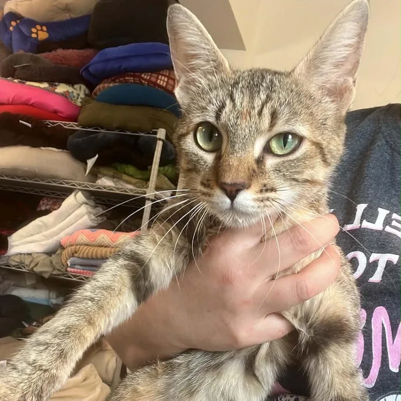 A young small-sized female Brown / Chocolate Domestic Short Hair cat named Autumn for adoption in Pasadena , MD