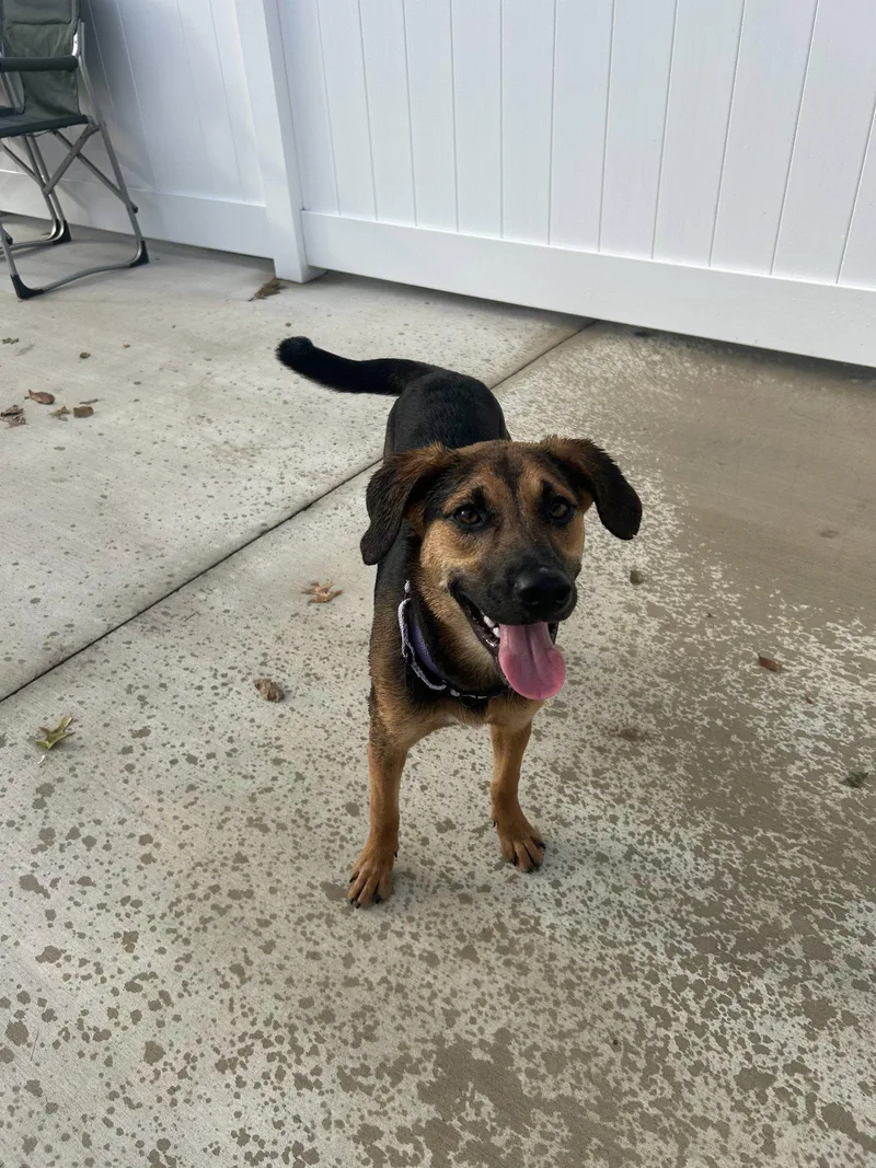 A baby medium-sized female Beagle dog named Winnie for adoption in Lancaster, PA