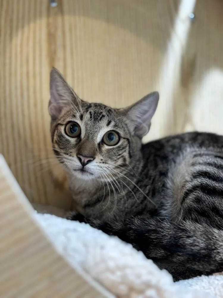 A baby small-sized male Brown / Chocolate Domestic Short Hair cat named Alpine for adoption in Dallas, TX