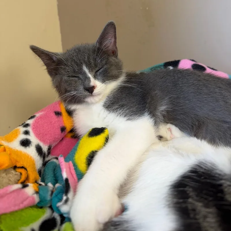 A baby small-sized male Gray / Blue / Silver Domestic Short Hair cat named Porkchop for adoption in Naperville, IL