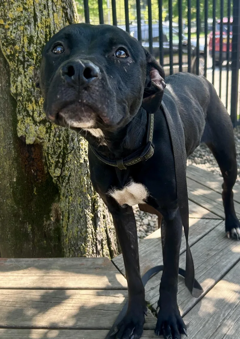 A young medium-sized female Pit Bull Terrier dog named Christina Wagulara for adoption in Buffalo, NY